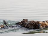 C Elkhorn Slough 010