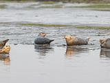 C Elkhorn Slough 011