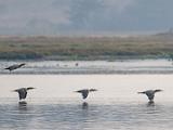 C Elkhorn Slough 012