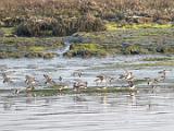 C Elkhorn Slough 013