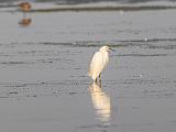 C Elkhorn Slough 014