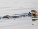 C Elkhorn Slough 016