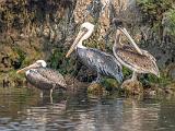 C Elkhorn Slough 018