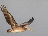 C Elkhorn Slough 019