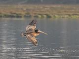 C Elkhorn Slough 020