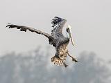 C Elkhorn Slough 021