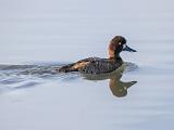 Don Edwards NWR 003