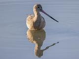 Don Edwards NWR 004