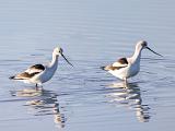 01-E Don Edwards NWR