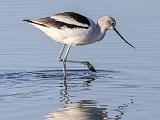 Don Edwards NWR 007