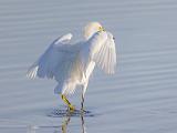 Don Edwards NWR 008