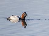 Don Edwards NWR 009