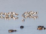Don Edwards NWR 011