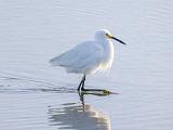 Don Edwards NWR 012