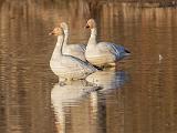 Birds 008