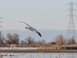 Birds 010