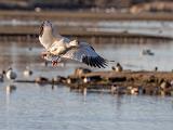 02-A Central Valley Birds