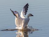 Birds 012