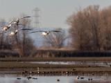 Birds 013