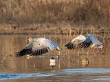 Birds 015