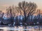 Birds 019