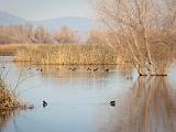 Birds 021