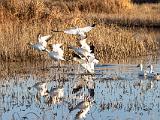 Birds 022
