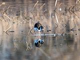 Birds 025