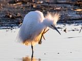 Birds 026
