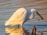 Birds 027