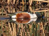 Birds 028