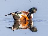 Birds 029