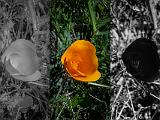 Sunol 005