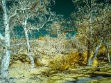 Sunol 006