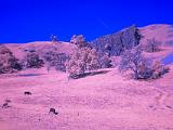 Sunol 008