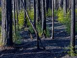 03-A Into the Forest - After the Fire