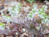 Vermont Spring 001