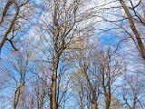 Vermont Spring 007