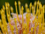 UCSC Arboretum 004