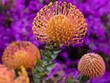 UCSC Arboretum 005
