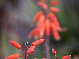 UCSC Arboretum 007