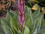 UCSC Arboretum 008
