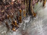 Tidal Zone 010