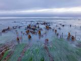 Tidal Zone 013