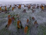 Tidal Zone 016