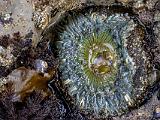 Tidal Zone 026