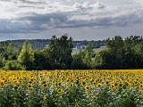 08-D Sunflowers