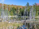 Fall Foliage 011