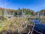 Fall Foliage 012