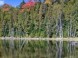 Fall Foliage 013